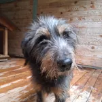 Pies do adopcji, Orzechowce, 30 września 2025