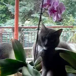 Zaginął kot, Łódź, 28 września 2025