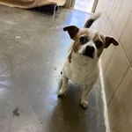 Pies do adopcji, Kraków, 14 września 2025