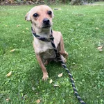 Pies do adopcji, Włocławek, 28 września 2025