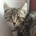 Kot do adopcji, Chmielnik, 30 września 2025