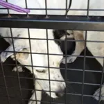 Pies odnaleziony w dniu 26.09.2025 r. przy ul. Dąbrowa.