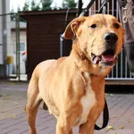 Znaleziono psa, Łódź, 1 października 2025