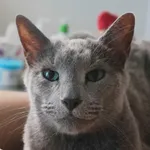 Zaginął kot, Moszna, 1 października 2025