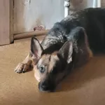 Zaginął pies, Kraków, 1 października 2025