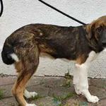 Znaleziono psa, Toruń, 28 września 2025