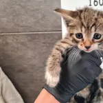 Imię: Przyjęty: 2025-09-16 Płeć: Kotka Opis: europejska, buro-biała Wiek w dniu przyjęcia: ok. 2 m-ce