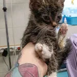 Znaleziono kota, Gdańsk, 2 października 2025