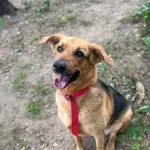 Pies do adopcji, Olsztyn, 29 września 2025