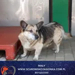 Pies do adopcji, Dębniak, 2 października 2025