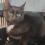 Kot do adopcji, Olsztyn, 27 września 2025