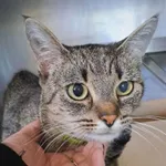 Znaleziono kota, Olsztyn, 29 września 2025