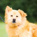 Atan – spokojny i uroczy towarzysz szuka domu 