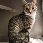 Znaleziono kota, Olsztyn, 29 września 2025