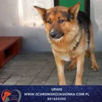 Pies do adopcji, Dębniak, 2 października 2025