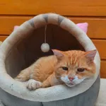 Oddam kota, Olsztyn, 2 października 2025