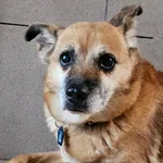 Pysia to starsza sunia, która na jesień swojego życia trafiła do schroniska. Przeraża ją schroniskowa rzeczywistość. Została oddana z powodu złej sytuacji rodzinnej. Przykro się na nią patrzy. Powinna