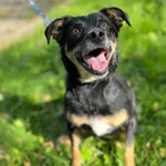 Pies do adopcji, Olsztyn, 30 września 2025