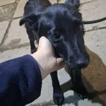 Znaleziono psa, Racławice, 1 października 2025