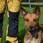 Pies do adopcji, Chełmek, 9 września 2025