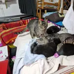 Kot do adopcji, Milanówek, 10 sierpnia 2025