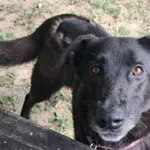 Pies do adopcji, Tatary, 6 czerwca 2024