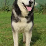 Pies do adopcji, Grudziądz, 10 lipca 2025