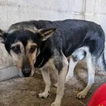 Znaleziono psa, Racławice, 2 października 2025