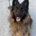 Zaginął pies, Skwierawy, 3 października 2025