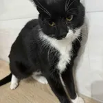 Znaleziono kota, Czartki, 3 października 2025