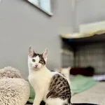 Kot do adopcji, Piła, 16 sierpnia 2025