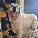 Znaleziono psa, Chełmek, 3 października 2025