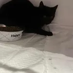 Znaleziono kota, Czartki, 3 października 2025