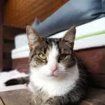 Oddam kota, Szłapy, 4 października 2025