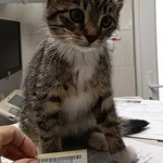 Znaleziono kota, Gdańsk, 3 października 2025