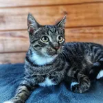 Oddam kota, Olsztyn, 4 października 2025