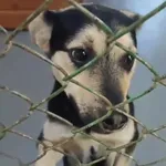 Pies do adopcji, Radom, 4 października 2025