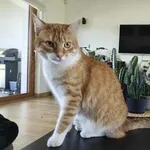 Zaginął kot, Łódź, 5 października 2025