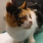 Znaleziono kota, Gdańsk, 6 października 2025