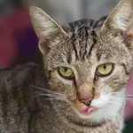 Kot do adopcji, Wolsztyn, 24 września 2025