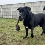 Znaleziono psa, Henrykowo, 21 września 2025