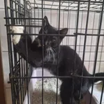 Kot do adopcji, Orzechowce, 3 października 2025