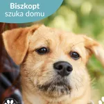 Pies do adopcji, Starogard Gdański, 6 października 2025