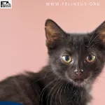 Oddam zwierzę, Chmielnik, 6 października 2025