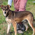 Pies do adopcji, Racławice, 3 października 2025