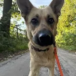 Pies do adopcji, Wolsztyn, 24 września 2025