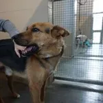 Pies do adopcji, Kraków, 21 września 2025