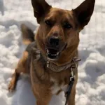 Pies do adopcji, Kraków, 21 września 2025