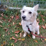 GW/246/21/25 Aksamitka   - data przyjęcia - 04.10.2025