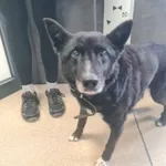 Przyjęty: 2025-10-06 Gmina: Brzeszcze Płeć: Pies Opis: mieszaniec, czarne z białym